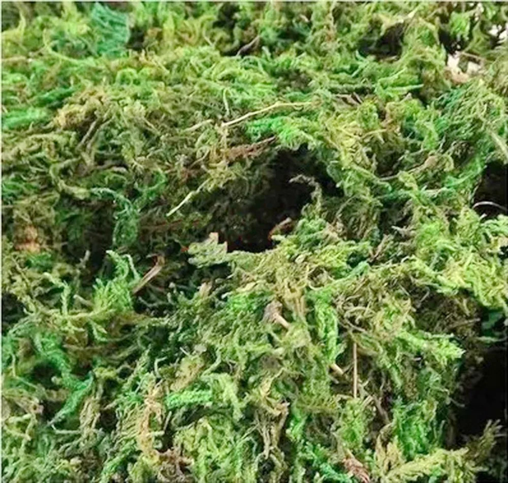 Natural 10g or20g Dry Real Green Moss Decorative Plants Vase Artificial Turf Silk Flower Accessories For Flowerpot Decoration