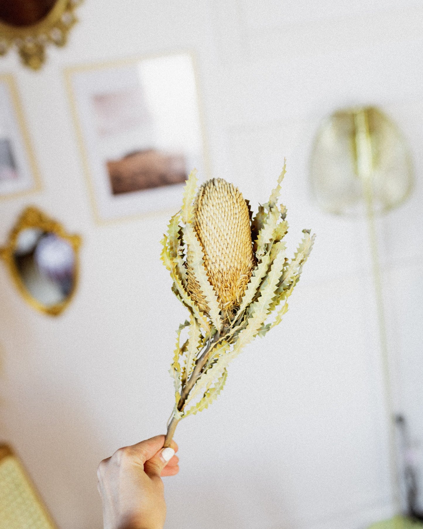 Protea Banksia-2