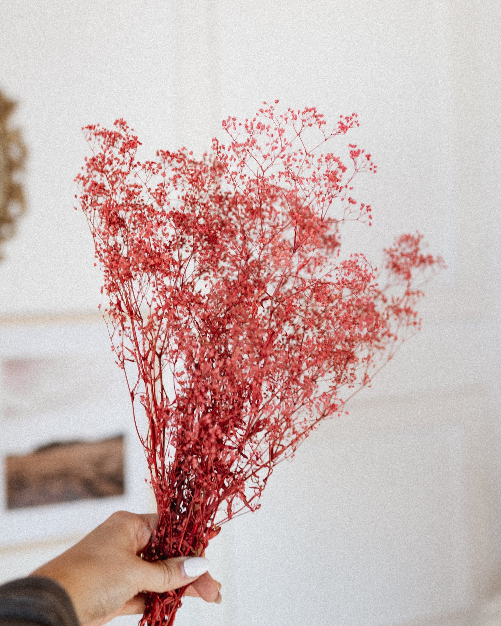 Red Baby's Breath (Gypsophila)-1