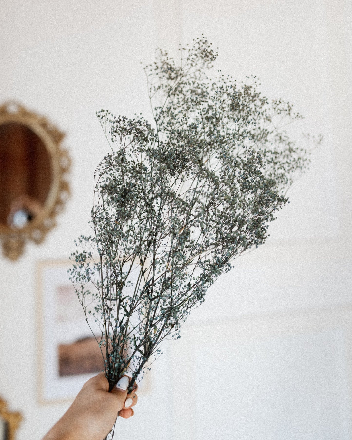 Peacock Blue Baby's Breath (Gypsophila)-1