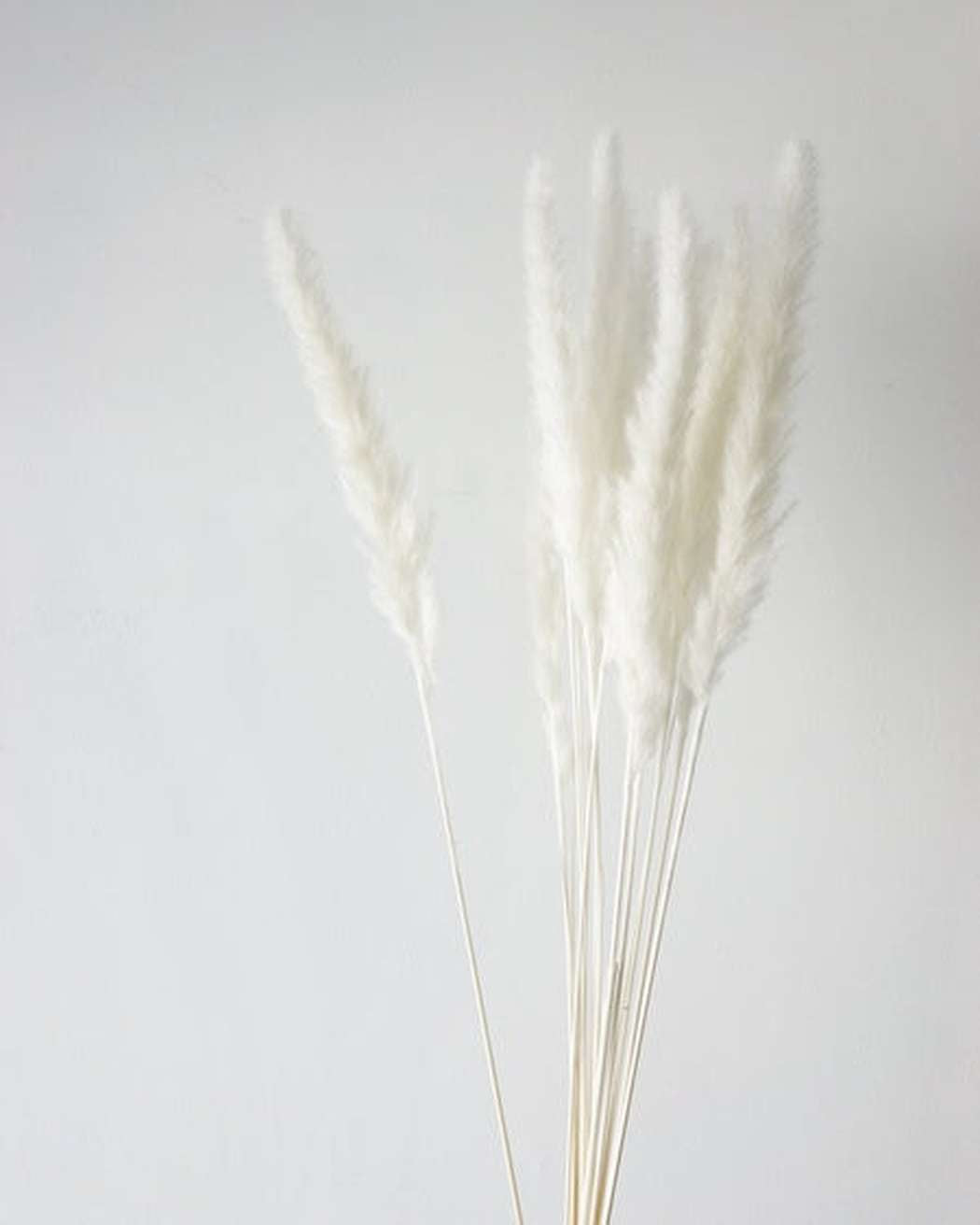 White Small Pampas-3