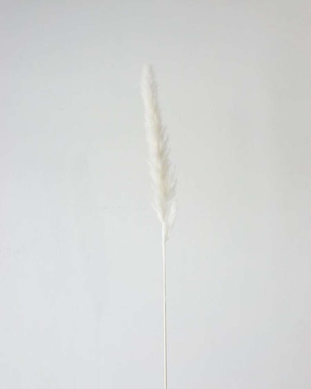 White Small Pampas-4